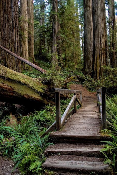 Brookings to Jedediah Smith Redwoods State Park