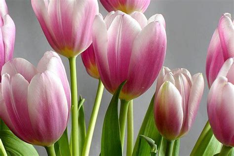 Brooks funeral directors obituaries.  Offer condolences/tributes, send...