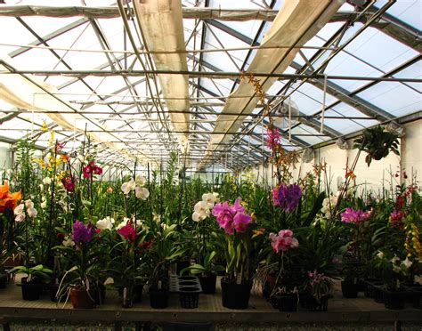 Brookside orchids. Brookside Orchids is a Menlo Park enterprise that’s been hiding in plain sight for almost 30 years. Its seven greenhouses, packed with every orchid variety imaginable, sits on an acre of land behind the Webb Ranch produce market on Alpine Road. The business, founded by Jim Heierle in 1981, was the main … 