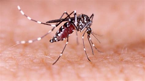 Brote de dengue en República Dominicana deja 16 muertos y más de 15.000 contagios
