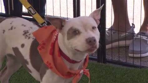Broward County Animal Care kicks off dog adoption initiative at Swap Shop