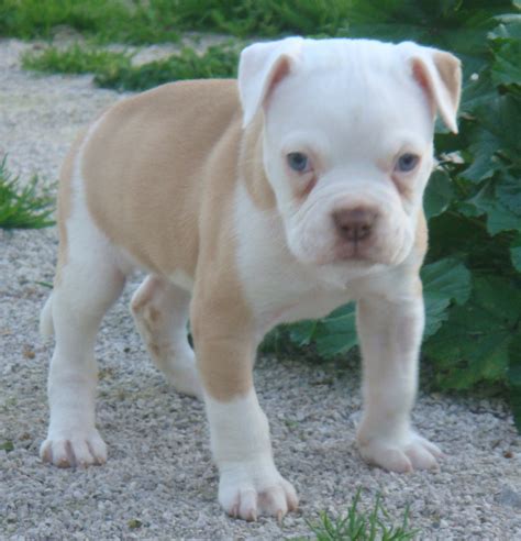 Brown And White American Bulldog Puppy