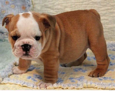 Brown And White Bulldog Puppies For Sale