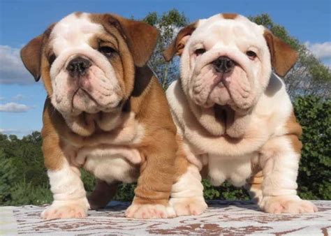Brown And White English Bulldog Puppies