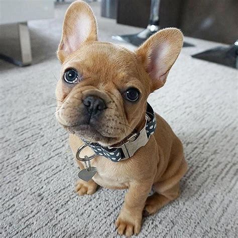 Brown And White French Bulldog Puppy