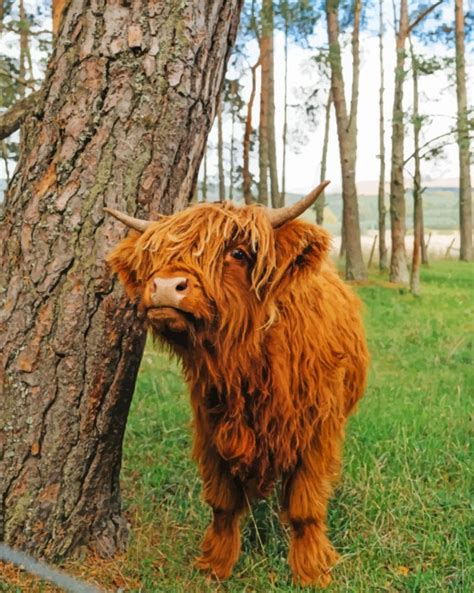 Brown Highland Cow - Paint By Number - Numeral Paint