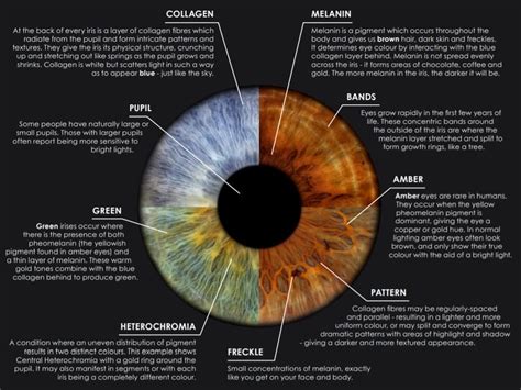 Brown Iris Patterns