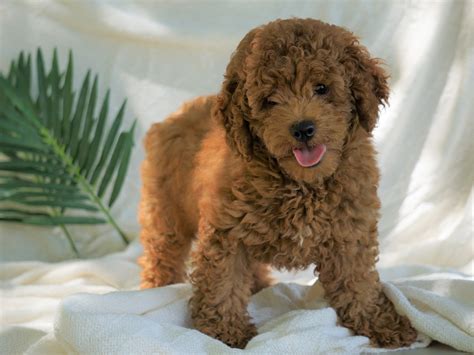 Brown Miniature Poodle Puppies For Sale