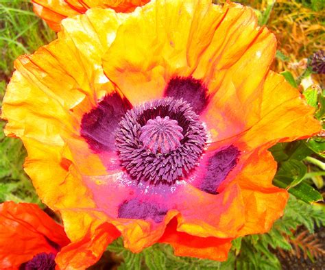 Brown Poppy Photo Shaoguan