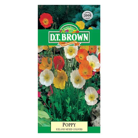 Brown Poppy Whats App Chaoyang