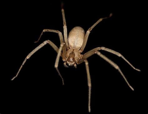 Brown Recluse Spiders In Texas - Texas Bug Control