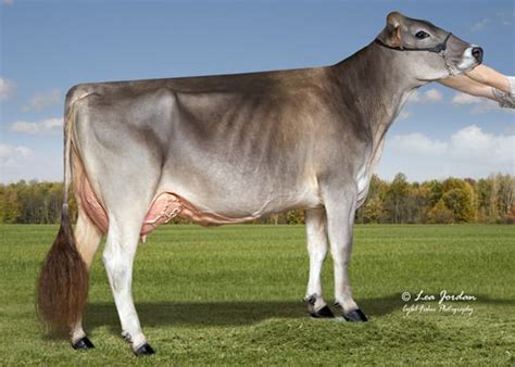 Brown Swiss Association > Breed > BS Historical Society > 2024 Master …