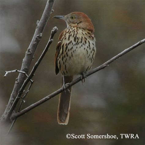 Brown Thrasher State of Tennessee, Wildlife Resources Agency