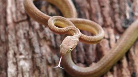 Brown Tree Snake - YouTube