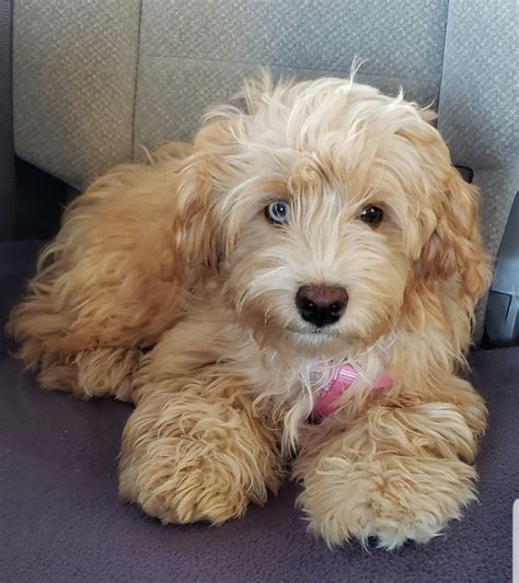 Prices may vary based on the breeder and individual puppy for sale in Utica, NY. On Good Dog, Aussiedoodle puppies in Utica, NY range in price from $1,075 to $1,375. We recommend speaking directly with your breeder to get a better idea of their price range. Do Aussiedoodle puppies come in different sizes?. 