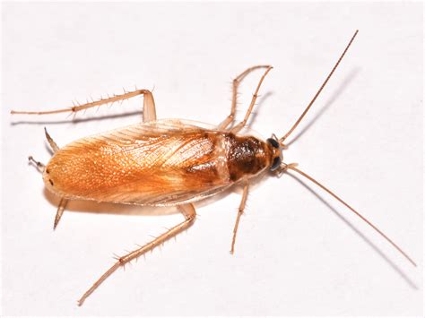 Brown banded cockroach. 5.แมลงสาบลายน้ำตาล (Brown Banded cockroach) มีตัวขนาดเท่ากับแมลงสาบเยอรมัน สีน้ำตาลอ่อน ลักษณะที่สังเกตได้ง่ายคือแถบสีน้ำตาลพาดผ่านเป็น ... 