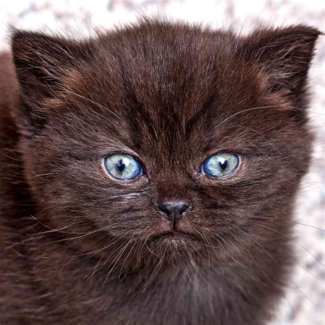 Brown british shorthair cat. Things To Know About Brown british shorthair cat. 