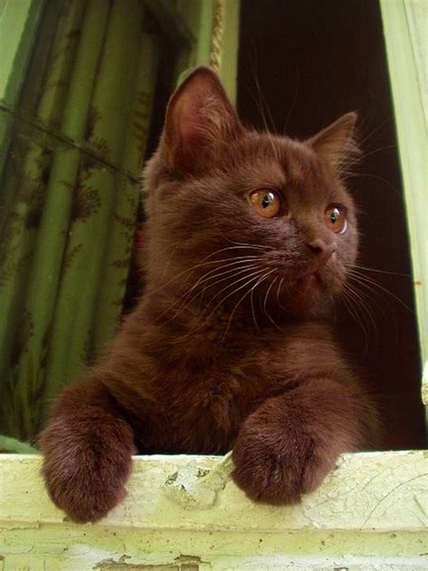 Brown cats for adoption. 1 Havana Brown kittens for sale & cats for adoption. They are loving companions that thrive on human interaction. Not only do they thrive on it, but they require regular interaction and play and will be... 