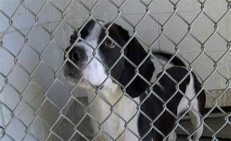 Brown county animal shelter. Things To Know About Brown county animal shelter. 