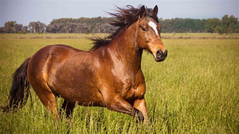 Brown horse. Things To Know About Brown horse. 