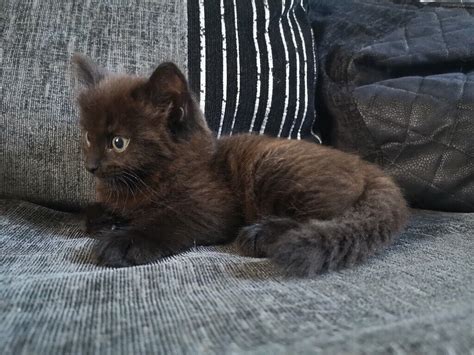 Brown kittens for sale. 9 Norwegian Forest kittens for sale & cats for adoption. Norwegian Forest Cats are very active cats that love to play and show off their natural athletic ability. Because of their immense strength they love... 