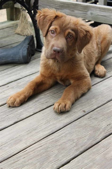 Like any mixed breed dog, Golden Retriever Lab puppies may look more like a Labrador than a Golden Retriever, or vice versa. These puppies could look like a black, yellow or chocolate Lab or be born with a light or dark gold coat of a Golden Retriever. Some puppies will come out looking like an equal mix of each parent.. 