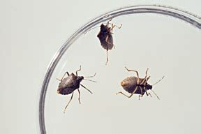 Brown marmorated stink bugs, potential pest from Asia, infesting homes in Allentown, Pa…