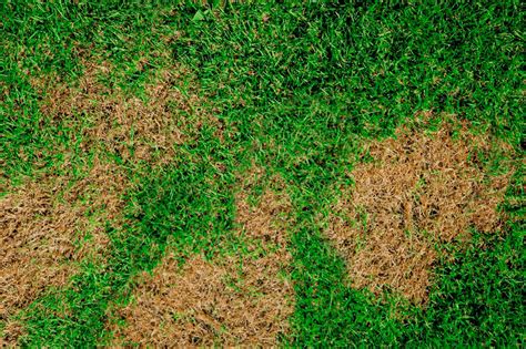 Brown patches in lawn. Brown Patch is caused by a single species of fungus, known as Rhizoctonia. The fungus mainly causes damage to the blades of grass, rather than roots, but can ... 