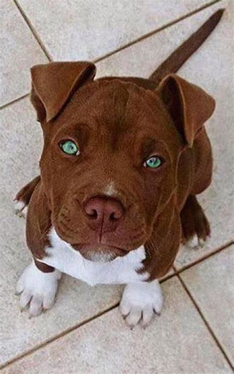 Brown pitbull with blue eyes. Things To Know About Brown pitbull with blue eyes. 