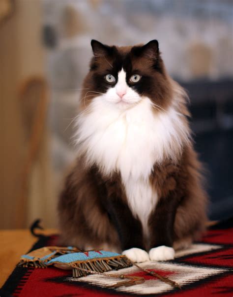 Brown ragdoll cat. The combination of the Persian and the Ragdoll cat is likely to result in a wonderful cat that is highly social but will also need high coat maintenance. ... cream, red, brown, black, lilac ... 
