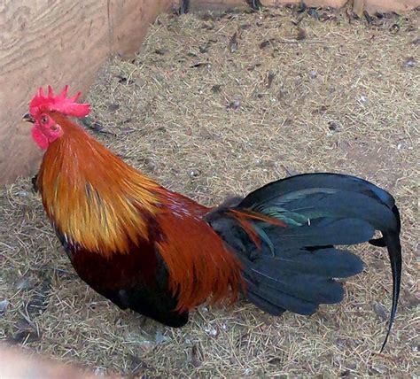 Dec 23, 2019 · The Pickets are light Red yellow and white legged Whitehackles in appearance. Now then the Black and Tans, which help make up the Pickets, were descended from the same Herrisford Brown RED cock that founded the Duryea strain. This 11-time winning Herrisford brown Red cock was bred to the last living Eslin RED QUILL hen in 1885. Mr. Eslin died ...