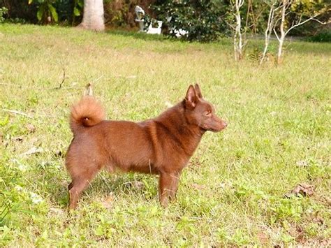 Brown schipperke. Things To Know About Brown schipperke. 
