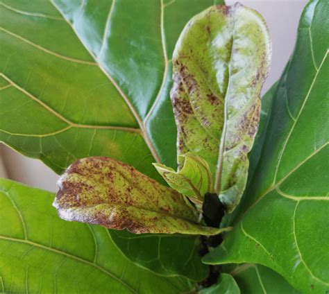 Brown spots on fiddle leaf fig. Brown spots start on the edges of its leaves, curling leaves from the edges inward, and leaf drop (can affect all leaves on the plant, not just the lower leaves). Under watered Fiddle Leaf Figs will also have dry, hard soil that recedes and shrinks away from the edge of the pot. How to Fix It: Stick to a consistent watering schedule. 