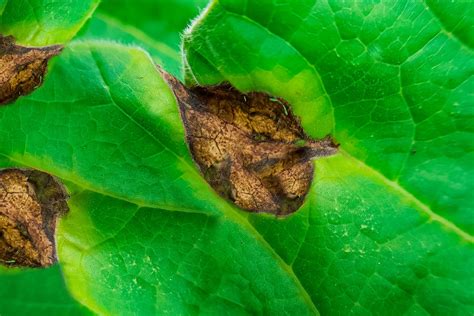 Brown spots on plant leaves. Irregularly shaped, dark brown or black spots on leaves are one of the most common symptoms. These spots may also appear on stems and fruits. Infected plants may … 