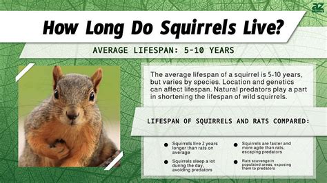 Brown squirrel lifespan. .  ...