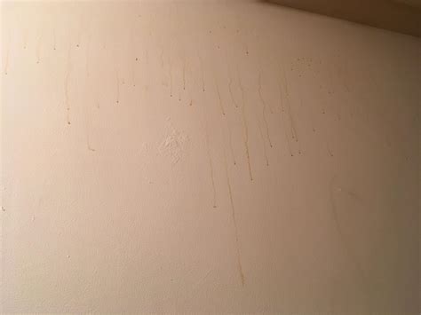 Brown sticky emissions coming out of my walls : r/whatisthisthing - red…