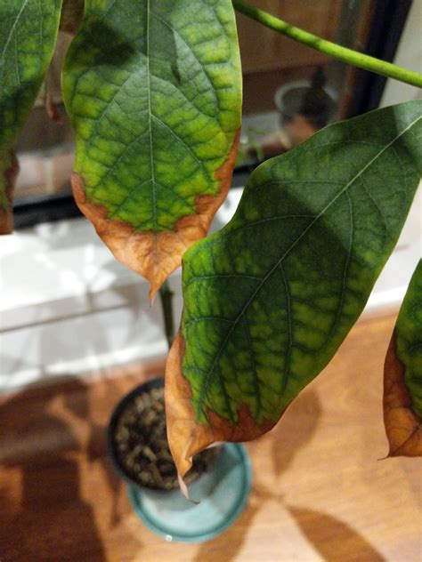 Brown tips on leaves. Nov 18, 2021 ... So if your plant begins to exhibit crispy, brown leaf tips, chances are high that it is due to low humidity levels in your space. Combat the ... 