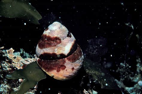 Brown turban snail Monterey Bay Aquarium