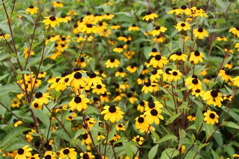 Brown-Eyed Susan