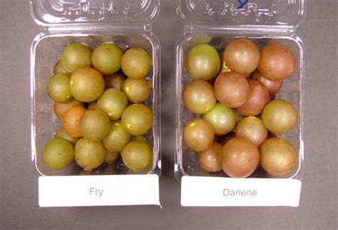 Browse - Grapes - News Muscadine Grape Breeding