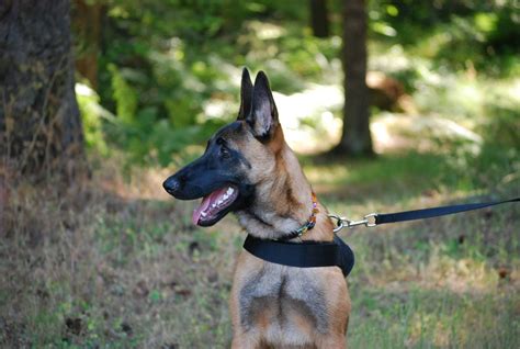 Browse these Belgian Malinois rescues and shelters below