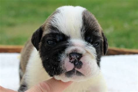 Bruiser Bulldogs Puppies For Sale