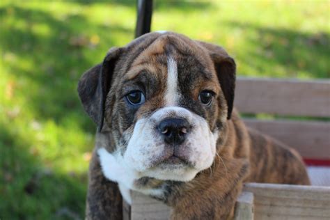 Northern Indiana based, Bruiser Bulldogs offers purebred English Bulldog Puppies for sale to loving adopters seeking to find a higher quality English Bulldog. As English Bulldog breeders , Mitch and Erica Wysong have dedicated themselves to a lifelong journey of changing the culture and societal pressures of poor breeding practices within the ...