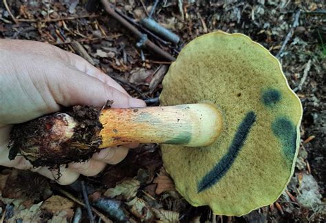 Bruising mushrooms. The property of blue bruising may indicate whether your mushroom holds psilocybin or psilocin or not. At the same time, primary chemical compounds can also be ... 