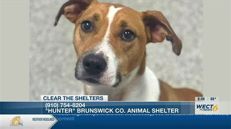 Brunswick animal shelter. Things To Know About Brunswick animal shelter. 