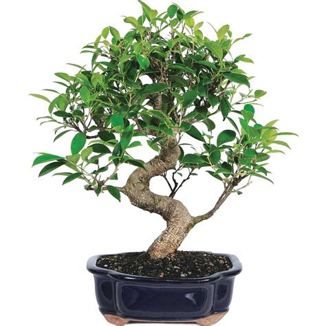 Brussel's bonsai. Reviews. Ponytail Palms are the perfect accent bonsai for low maintenance enthusiast. These trees thrive in low light conditions; and require infrequent watering and feeding. The delightful "fountains of foliage" add soft; cascading lines to the indoor; landscape. Ideal with 11" Humidity Tray. 