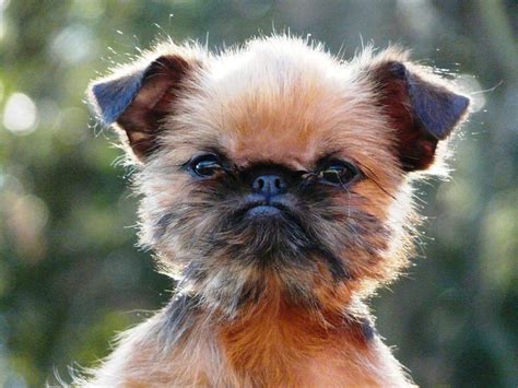 The Brussels Griffon is square-proportioned, thickset, and c
