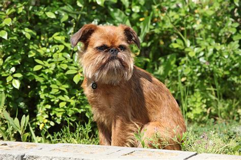 On average, a Brussels Griffon puppy will cost $2,300 in the USA. Most puppies can be found between $1,500 and $4,000. The price will vary depending on the breeder and location and the dog's bloodline, color, and age, among other things. It is also possible to adopt one for $50 to $500.. 