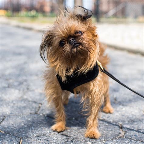  A sensitive companion for discerning grownups, the Brussels Griffon is smart, devoted, and comically self-important. With this breed, you get a big personality in a 5-to-15-pound package. One look ... . 