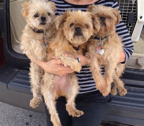 Brussels griffon rescue. 1,763 Brussels Griffon Dogs adopted on Rescue Me! Donate VALENTINE'S GIFT: HELP THEIR FAVORITE BREED! Donate. 